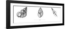 X-Ray Landsnail Triptych-Bert Myers-Framed Art Print