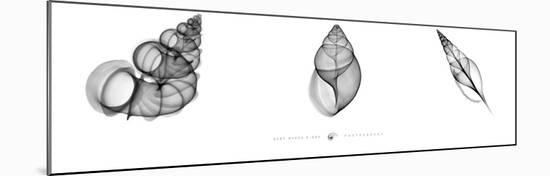 X-Ray Landsnail Triptych-Bert Myers-Mounted Art Print