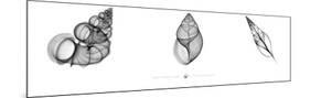 X-Ray Landsnail Triptych-Bert Myers-Mounted Art Print