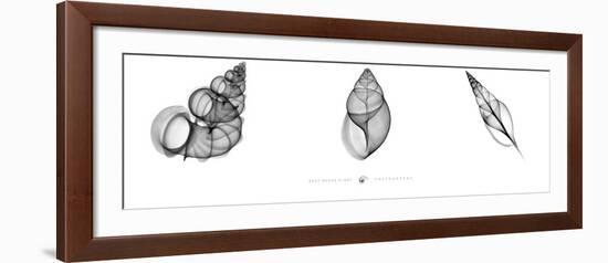 X-Ray Landsnail Triptych-Bert Myers-Framed Art Print