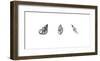 X-Ray Landsnail Triptych-Bert Myers-Framed Giclee Print