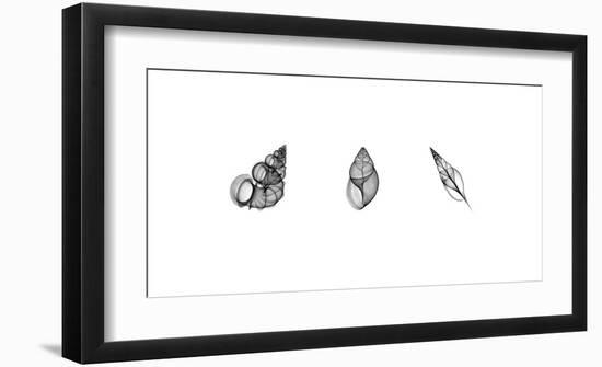 X-Ray Landsnail Triptych-Bert Myers-Framed Giclee Print