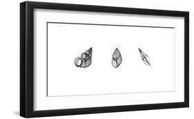 X-Ray Landsnail Triptych-Bert Myers-Framed Giclee Print