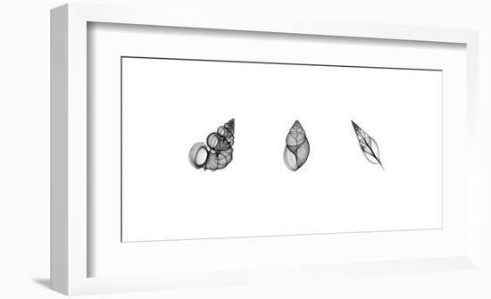 X-Ray Landsnail Triptych-Bert Myers-Framed Giclee Print