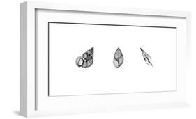 X-Ray Landsnail Triptych-Bert Myers-Framed Giclee Print