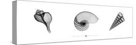 X-Ray Nautilus Triptych-Bert Meyers-Stretched Canvas