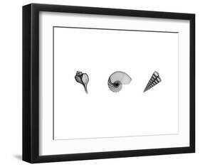 X-Ray Nautilus Triptych-Bert Myers-Framed Art Print