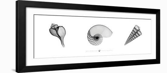 X-Ray Nautilus Triptych-Bert Myers-Framed Art Print