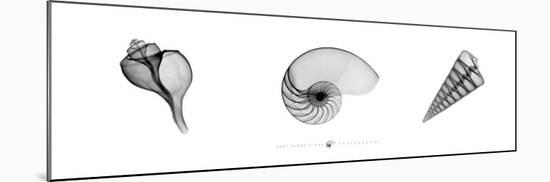 X-Ray Nautilus Triptych-Bert Myers-Mounted Art Print