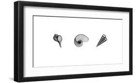 X-Ray Nautilus Triptych-Bert Myers-Framed Giclee Print