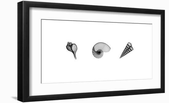 X-Ray Nautilus Triptych-Bert Myers-Framed Giclee Print