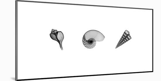 X-Ray Nautilus Triptych-Bert Myers-Mounted Giclee Print