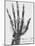 X-ray of a hand with buckshot-Science Source-Mounted Giclee Print