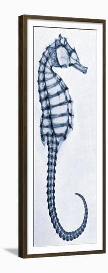 X-Ray of a Seahorse-null-Framed Giclee Print