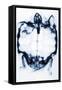 X-Ray of a Tortoise-null-Framed Stretched Canvas