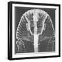 X-ray of an Egyptian Mask-Science Source-Framed Giclee Print