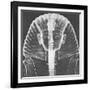 X-ray of an Egyptian Mask-Science Source-Framed Giclee Print