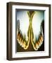 X-ray of Feet-null-Framed Photographic Print