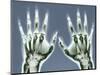 X-ray of Hands-null-Mounted Photographic Print