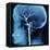 X-Ray of Human Head-Robert Llewellyn-Framed Stretched Canvas