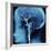 X-Ray of Human Head-Robert Llewellyn-Framed Photographic Print