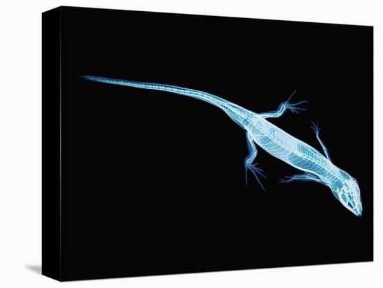 X-Ray of Lizard-Robert Llewellyn-Stretched Canvas