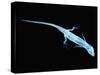 X-Ray of Lizard-Robert Llewellyn-Stretched Canvas