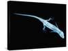 X-Ray of Lizard-Robert Llewellyn-Stretched Canvas