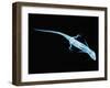 X-Ray of Lizard-Robert Llewellyn-Framed Premium Photographic Print