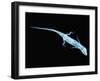 X-Ray of Lizard-Robert Llewellyn-Framed Premium Photographic Print