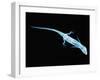 X-Ray of Lizard-Robert Llewellyn-Framed Premium Photographic Print