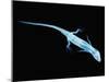 X-Ray of Lizard-Robert Llewellyn-Mounted Premium Photographic Print