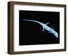 X-Ray of Lizard-Robert Llewellyn-Framed Photographic Print