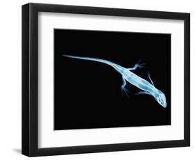 X-Ray of Lizard-Robert Llewellyn-Framed Photographic Print