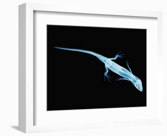 X-Ray of Lizard-Robert Llewellyn-Framed Photographic Print