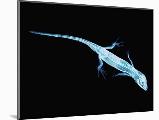 X-Ray of Lizard-Robert Llewellyn-Mounted Photographic Print