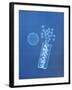 X-ray of Pills and Pill Bottle-Chris Rogers-Framed Photographic Print