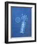 X-ray of Pills and Pill Bottle-Chris Rogers-Framed Photographic Print