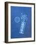 X-ray of Pills and Pill Bottle-Chris Rogers-Framed Photographic Print