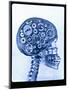 X-ray of skull with gears-Thom Lang-Mounted Premium Photographic Print