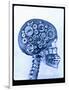 X-ray of skull with gears-Thom Lang-Framed Photographic Print