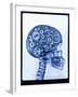 X-ray of skull with gears-Thom Lang-Framed Photographic Print