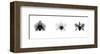 X-Ray Orchid Triptych-Bert Myers-Framed Giclee Print