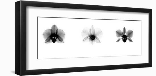 X-Ray Orchid Triptych-Bert Myers-Framed Giclee Print