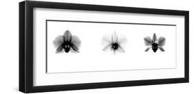 X-Ray Orchid Triptych-Bert Myers-Framed Giclee Print