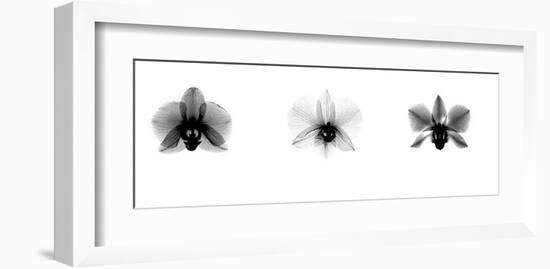 X-Ray Orchid Triptych-Bert Myers-Framed Giclee Print