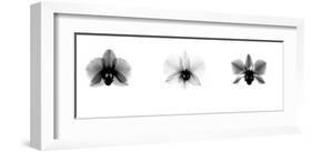 X-Ray Orchid Triptych-Bert Myers-Framed Giclee Print