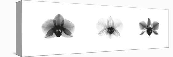 X-Ray Orchid Triptych-Bert Meyers-Stretched Canvas