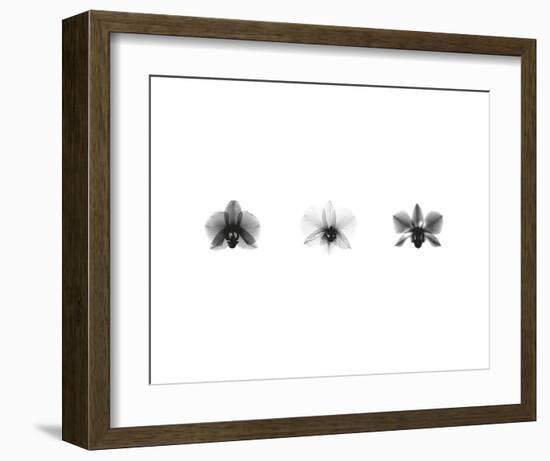 X-Ray Orchid Triptych-Bert Myers-Framed Art Print