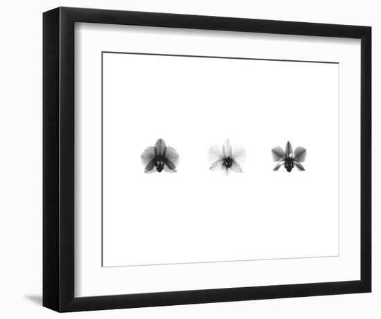 X-Ray Orchid Triptych-Bert Myers-Framed Art Print